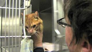 Milagro Diamond Collar Hero Winner