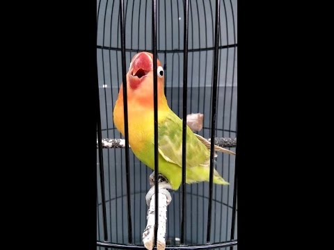 download lagu mp3 mp4 Lovebird Betina Ngekek Panjang, download lagu Lovebird Betina Ngekek Panjang gratis, unduh video klip Lovebird Betina Ngekek Panjang