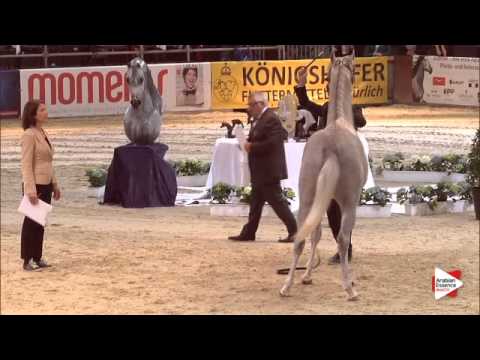 N.40 ECHO ACHILLES - Wels 2015 - Colts 2 years old (Class 5)