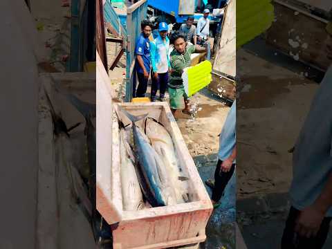 Tuna 🍣 tinandi healthy ga undandi #fish #shortvideos #trending #love #food #viralvideo