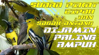 Download lagu SUARA PIKAT CIPOH DAN SOGON | DIJAMIN PALING AMPUH mp3 Download lagu SUARA PIKAT CIPOH DAN SOGON | DIJAMIN PALING AMPUH mp3