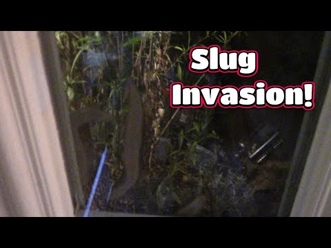 Leopard Slug Invasion! 🐌