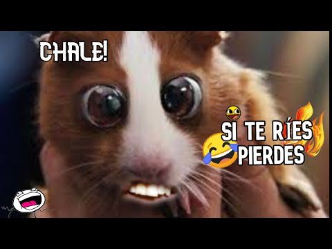 SI TE RÍES PIERDES NIVEL MUY DIFÍCIL😆 99999999.9% IMPOSIBLE NO REIR) 🤣Mejores Videos de Risa 😂✅⭐😜🤡