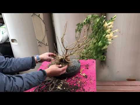 How to create bonsai from thrown out trees- free bonsai!