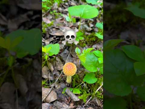 The Amanita Muscaria - Fly Agaric 🍄