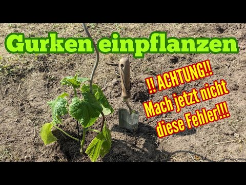 , title : 'Gurken einpflanzen: Fast ALLE machen jetzt diese FEHLER! Darauf UNBEDINGT achten'