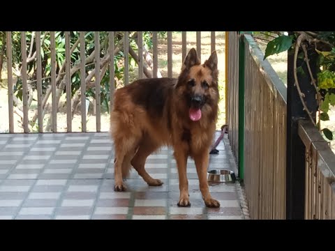 Family-Friends and Dog FarmHouse