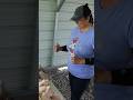 BUTCHER DAY ON THE HOMESTEAD Shortsfeed Chicken Homesteading Homesteader Ladysfarm Farmgirls
