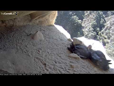 Condors Socialize After Feeding Visit In Pole Canyon – Sept. 8, 2019