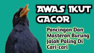 Download lagu Tembakan PANAS Jalak Kebo Full Isian MEWAH-Masteran Jalak Kebo Gacor ! mp3 Download lagu Tembakan PANAS Jalak Kebo Full Isian MEWAH-Masteran Jalak Kebo Gacor ! mp3