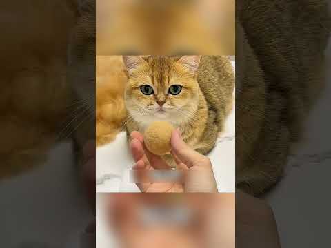 “जब बिल्ली के बाल बने कपड़े और जूते! 🐱🧶👕👟✨”