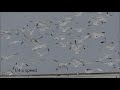 Ring Billed Gulls