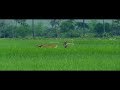 Bahaki Bahela Purwaiya Udit Narayan Song Lovely Song