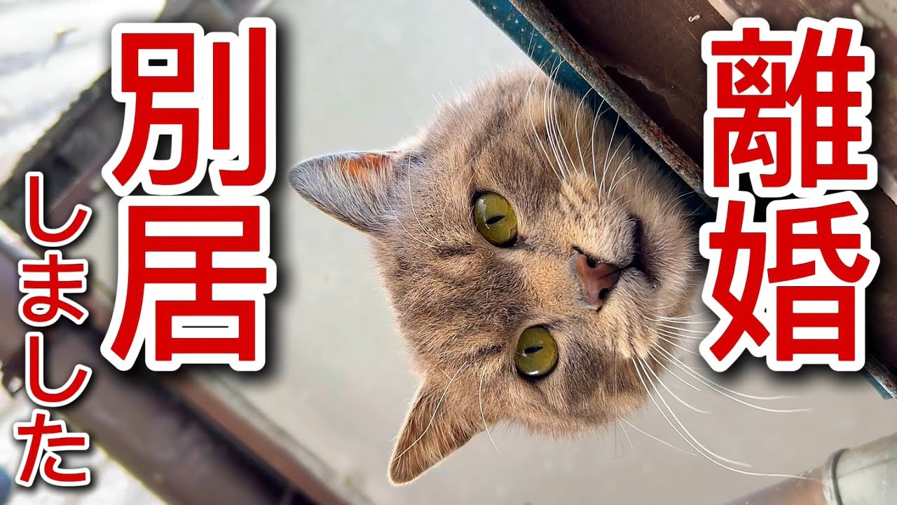 パパとママは離婚して別居することになりました