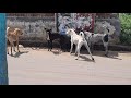 Dog Fighting Other Dog