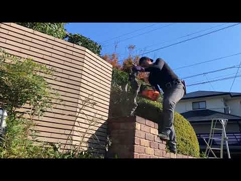 クロウメモドキの家族