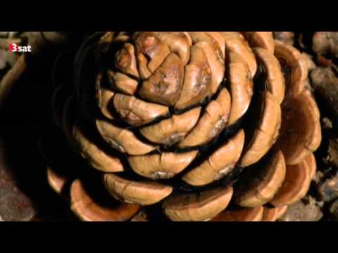 Das Genie der Natur (3sat 06.05.2015) Bionik