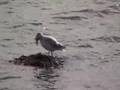 Seagull Eats A Big Starfish