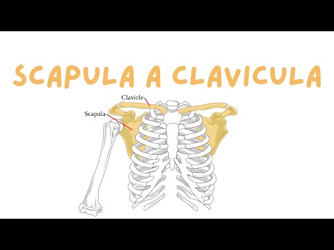 Anatomie lopatky a klíční kosti - scapula et clavicula