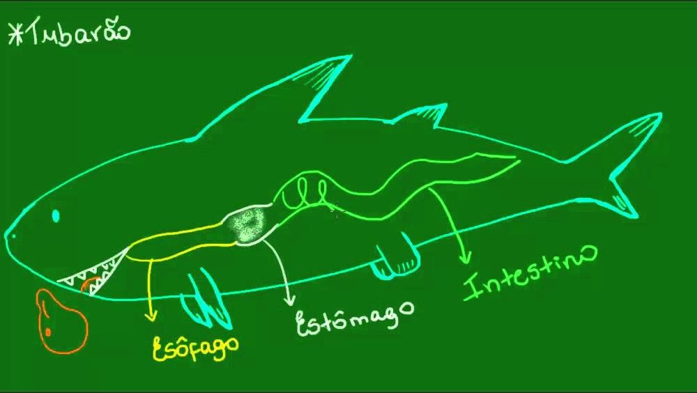 Sistema digestório dos Condrictes - Vertebrados - Biologia