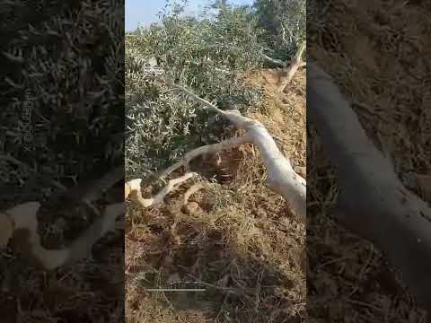 Palestinian farmers inspect olive trees bulldozed by Israeli forces