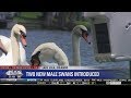 2 New Male Swans Introduced At Lake Eola Park