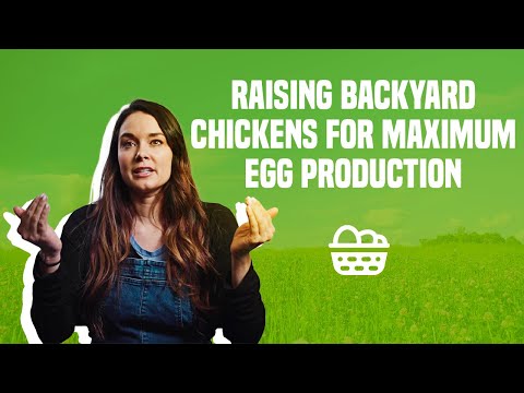 Beginners Guide To Raising Backyard Chickens For Maximum Egg Production