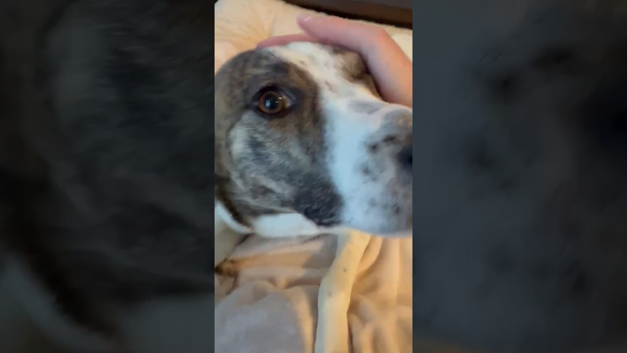 Enlarge Madison, a ADOPTABLE mixed breed in Kingston, ON video 6/6