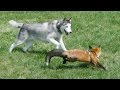 Fox And Hound Are Best Of Friends 