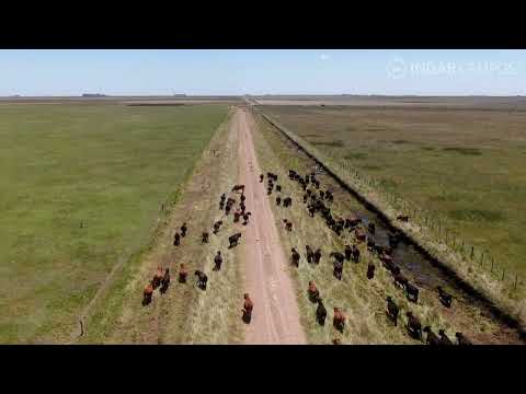 INDAR Campos | Partido de Pila | Buenos Aires | Ganadero | 1.409 Has