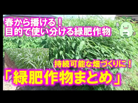 ファセリアを緑肥として使用するにはどうすればよいですか?彼の他の仕事は何ですか？  庭園