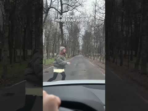 Все животные/ лоси