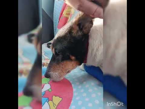 ¡Actualización sobre Saira! 🐾