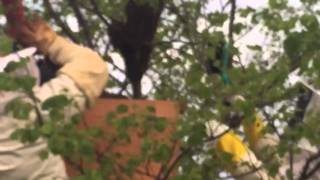Swarm of honey bees captured