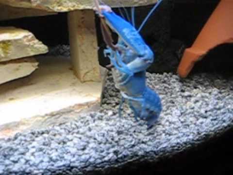 Cherax destructor Yabby AMAZING which attacks and eats an Earthworm