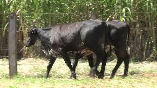 Vídeo 18 - 3º LEILÃO ANUAL SÍTIO UNIÃO | GADO HOLANDÊS HVB E HPB GC1 A GC6