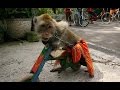 Monkey Dance Monkey Marriage Monkey Games WOW