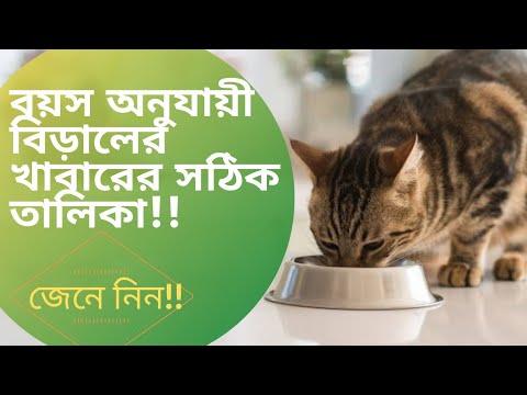 বিড়ালের বয়সের সাথে খাবার খাওয়ানোর নিয়ম/ Cat feeding schedule #howtofeedyourcat #catfeedingdaily
