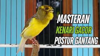 Download lagu Suara Burung Kenari Gacor! untuk Pancingan Kenari Muda Belajar Bunyi Langsung Bunyii mp3 Download lagu Suara Burung Kenari Gacor! untuk Pancingan Kenari Muda Belajar Bunyi Langsung Bunyii mp3