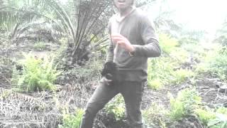 Download lagu TOMMY J PISA SURATAN.mp4 mp3