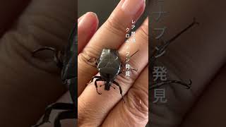 クロカナブン発見