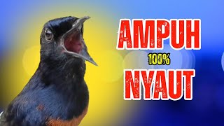 Download lagu 100% PANCINGAN MURAI BATU GACOR DALAM HITUNGAN DETIK MURAI APAPUN LANGSUNG IKUT NYAUT BUNYI GACOR mp3 Download lagu 100% PANCINGAN MURAI BATU GACOR DALAM HITUNGAN DETIK MURAI APAPUN LANGSUNG IKUT NYAUT BUNYI GACOR mp3