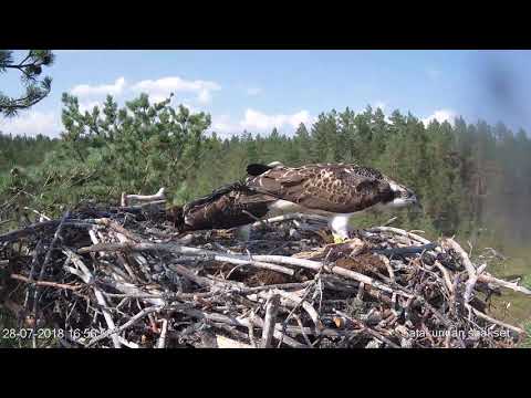 Sisun taitolentelyä - 28.7.2018