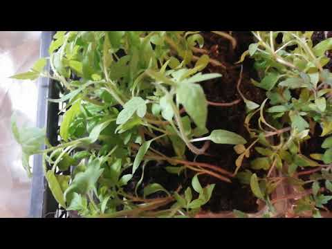 Бог дал и мне рассады помидор и перцев.