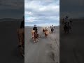 Catching Wild Horses Shorts