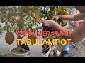 CARA MERAWAT TANAMAN BUAH DALAM POT AGAR RAJIN BERBUAH