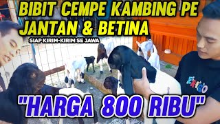 Download lagu Very Cheap! Male & Female PE Goat Lamb Seedlings Only 800 Thousand mp3 Download lagu Very Cheap! Male & Female PE Goat Lamb Seedlings Only 800 Thousand mp3