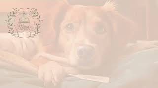 Samson is ziek - Samson &amp; Gert (Lyrics)