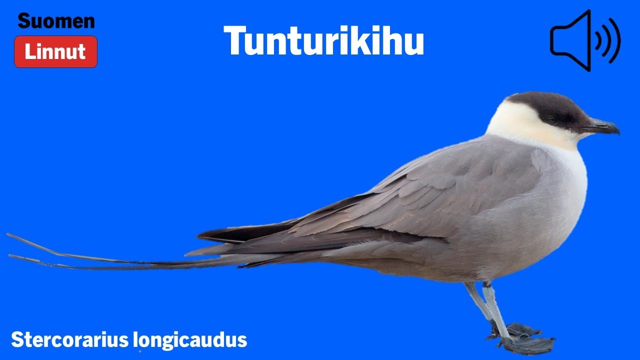 Tunturikihu - Stercorarius longicaudus - Long-tailed Skua - fjällabb - STELON