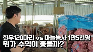 귀농4년만에 한우 3마리에서 120마리로 늘린 청년농부의 연 수입은?